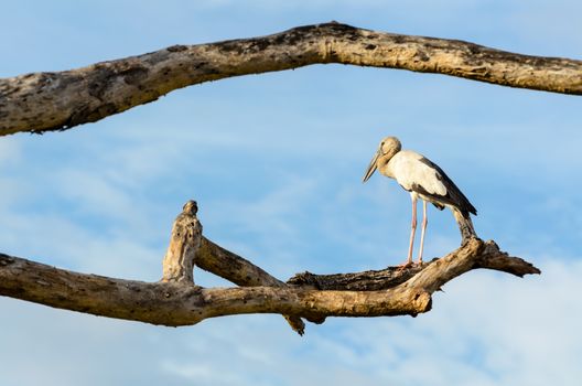 Asian Openbill (Anastomus oscitans) White bird standing alone on trees that died in the drought