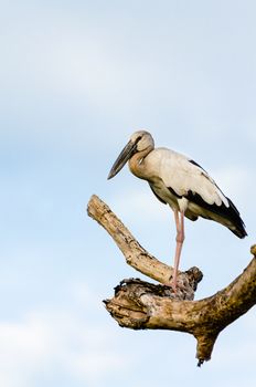Asian Openbill (Anastomus oscitans) White bird standing alone on trees that died in the drought