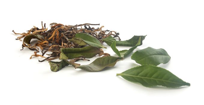 Green fresh and brown dried leaves of tea on the white background