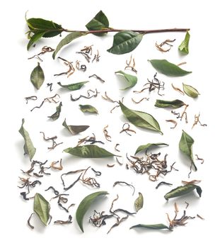 Isolated fresh green tea branch with tea leaves and dried tea on the white background