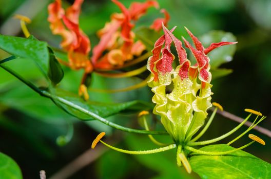 Gloriosa Superba or Climbing Lily is a climber with spectacular red and yellow flowers, but all parts of the plant are extremely poisonous, Taken in Thailand