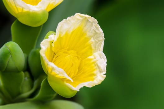 Close up beautiful yellow flower of Limnocharis flava or Yellow Burr Head is a species of aquatic flowering plant taken in Thailand