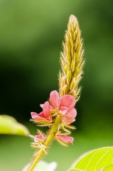 Close up small panicle of pink flower at meadow in Thailand
