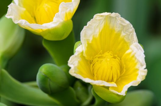Close up beautiful yellow flower of Limnocharis flava or Yellow Burr Head is a species of aquatic flowering plant taken in Thailand