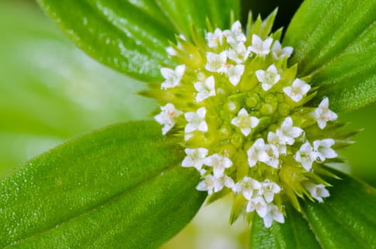 Close up top view small white flowers of Spermacoce Ocymoides or False Buttonweed, taken in Thailand