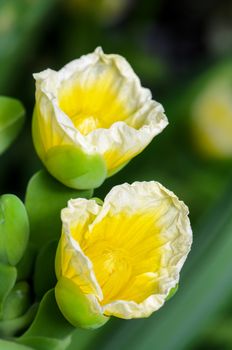 Close up beautiful yellow flower of Limnocharis flava or Yellow Burr Head is a species of aquatic flowering plant taken in Thailand