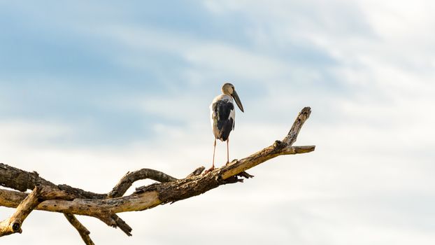 Asian Openbill (Anastomus oscitans) White bird standing alone on trees that died in the drought
