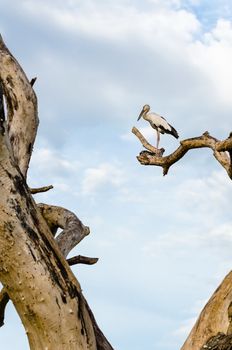 Asian Openbill (Anastomus oscitans) White bird standing alone on trees that died in the drought