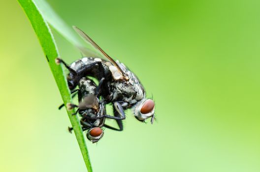 Close up Flesh Fly (Parasarcophaga ruficornis) mating on the leaf in green background