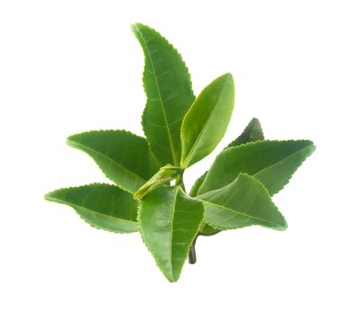 Isolated branch of fresh green tea on the white background