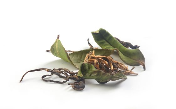 Brown dry and fresh green leaves of tea on the white background