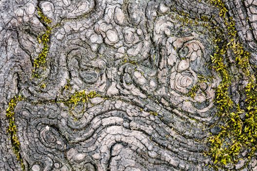 Texture of old wood in nature that is water erosion.