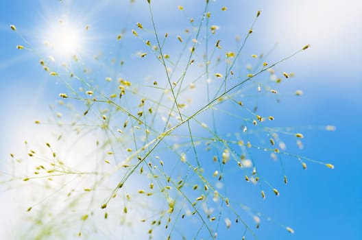 Flower of grass after the rain under beautiful a blue sky and sun