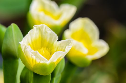 Close up beautiful yellow flower of Limnocharis flava or Yellow Burr Head is a species of aquatic flowering plant taken in Thailand