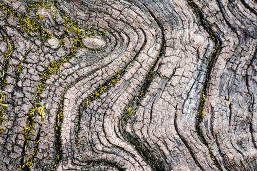 Texture of old wood in nature that is water erosion.