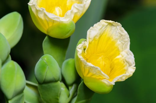 Close up beautiful yellow flower of Limnocharis flava or Yellow Burr Head is a species of aquatic flowering plant taken in Thailand