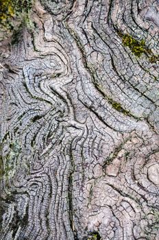 Texture of old wood in nature that is water erosion.