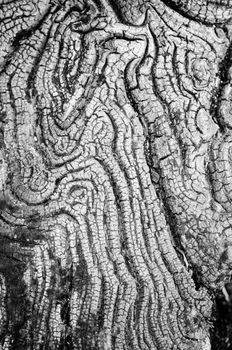 Texture of old wood black and white in nature that is water erosion.
