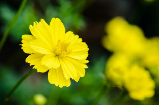 Yellow Cosmos flower (Cosmos sulphureus) in garden