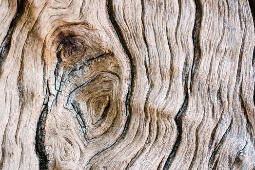 Texture of old wood in nature that is water erosion.