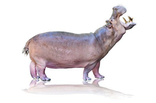 Hippos or Hippopotamus amphibius standing mouth open on white background