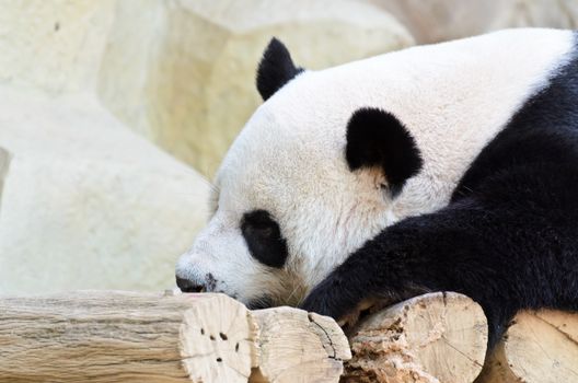 Panda sleeping on a wooden bed happily