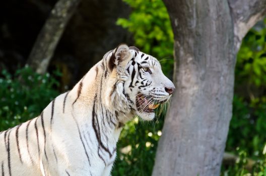 White Tiger stare with curiosity in the wild