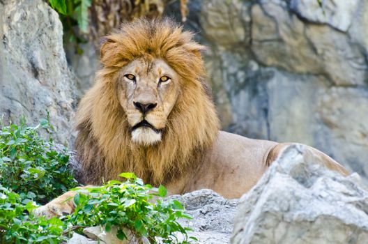 Male Lion rest on rocky of mountain 