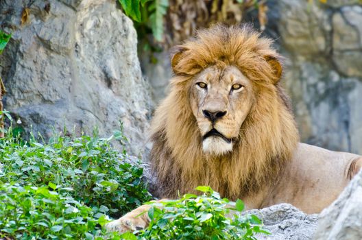 Male Lion rest on rocky of mountain 