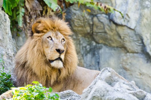 Male Lion rest on rocky of mountain 