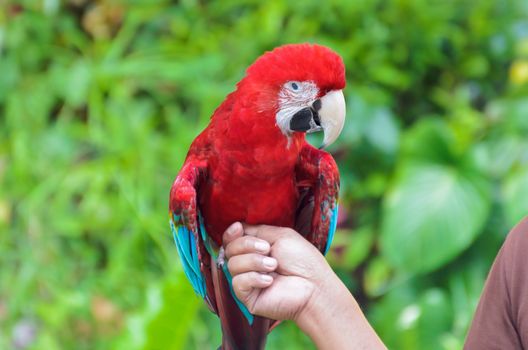 Green-Winged Macaw scientific name Ara chloroptera perch on the hand