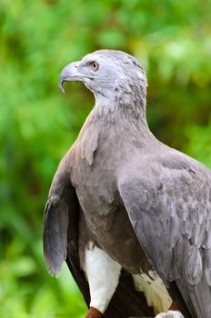 Lesser Fish Eagle ( Ichthyophaga humili )  bird hunters waiting time to hunt