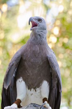 Lesser Fish Eagle ( Ichthyophaga humili )  bird hunters waiting time to hunt