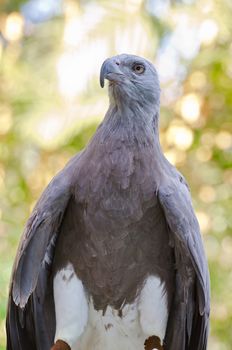 Lesser Fish Eagle ( Ichthyophaga humili )  bird hunters waiting time to hunt