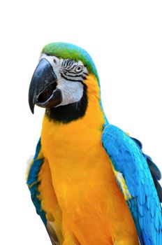 Close up colorful birds on white background, Blue and Gold Macaw scientific name Ara ararauna