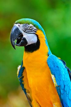 Close up colorful birds, Blue and Gold Macaw scientific name Ara ararauna