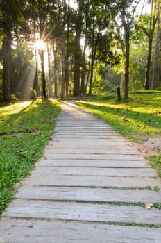 Pathways in tropical forests morning to the Monthathan waterfall of Chiang Mai province, Thailand