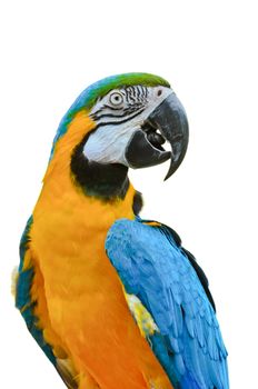 Close up colorful birds on white background, Blue and Gold Macaw scientific name Ara ararauna