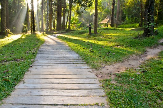 Pathways in tropical forests morning to the Monthathan waterfall of Chiang Mai province, Thailand