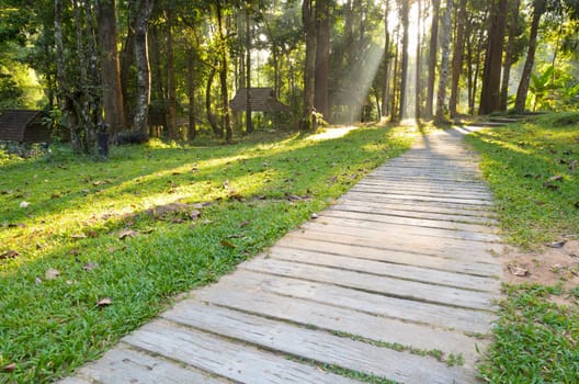 Pathways in tropical forests morning to the Monthathan waterfall of Chiang Mai province, Thailand