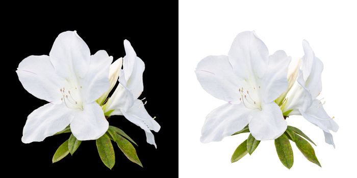 Rhododendron moulmeinene Hook ( Ericaceae ) flowers seen on the high mountains of Thailand on white and black background