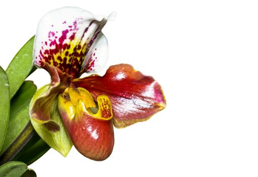 Slipper Orchid ( Paphiopedilum ) , Flora with flowers shaped exotic and rare on white background