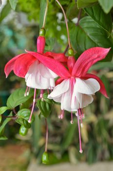 Lady's Eardrops ( Fuchsia ), Beautiful exotic flowers that grow and bloom at the cold weather in winter of Thailand