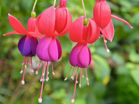 Lady's Eardrops ( Fuchsia ), Beautiful exotic flowers that grow and bloom at the cold weather in winter of Thailand