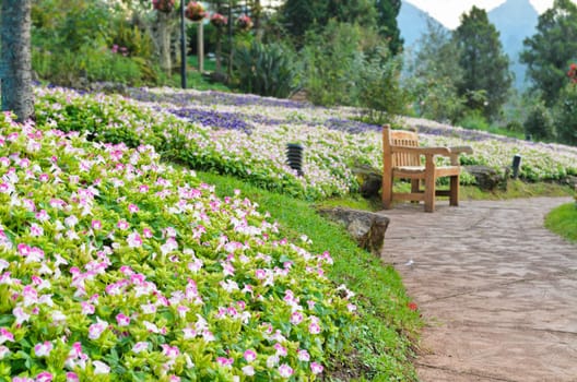 Relax seats in the garden of Wishbone Flower ( Torenia Fournieri Lindl )