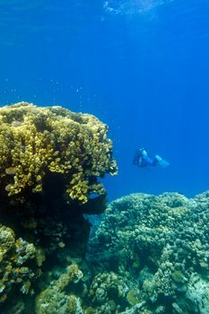 coral reef with great yellow hard coral and diver at the bottom of tropical sea