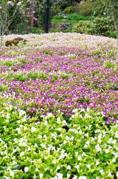 Wishbone Flower ( Torenia Fournieri Lindl ) the park is full of flowers