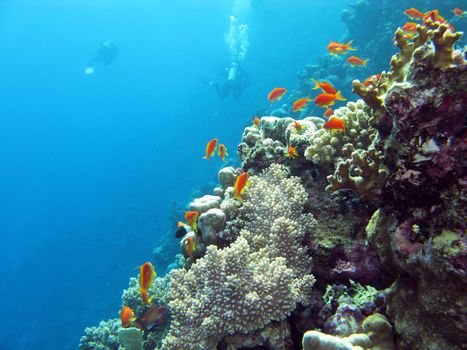 coral reef with  divers and exotic fishes anthias at the bottom of tropical sea on blue water background
