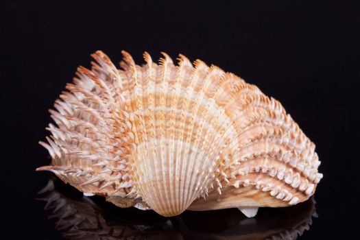 single seashell isolated on black background