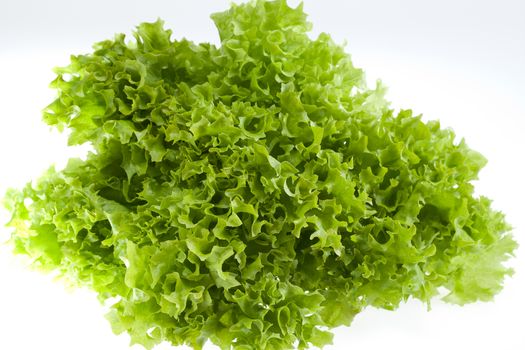 fresh green lettuce jagged isolated on white background -  close up